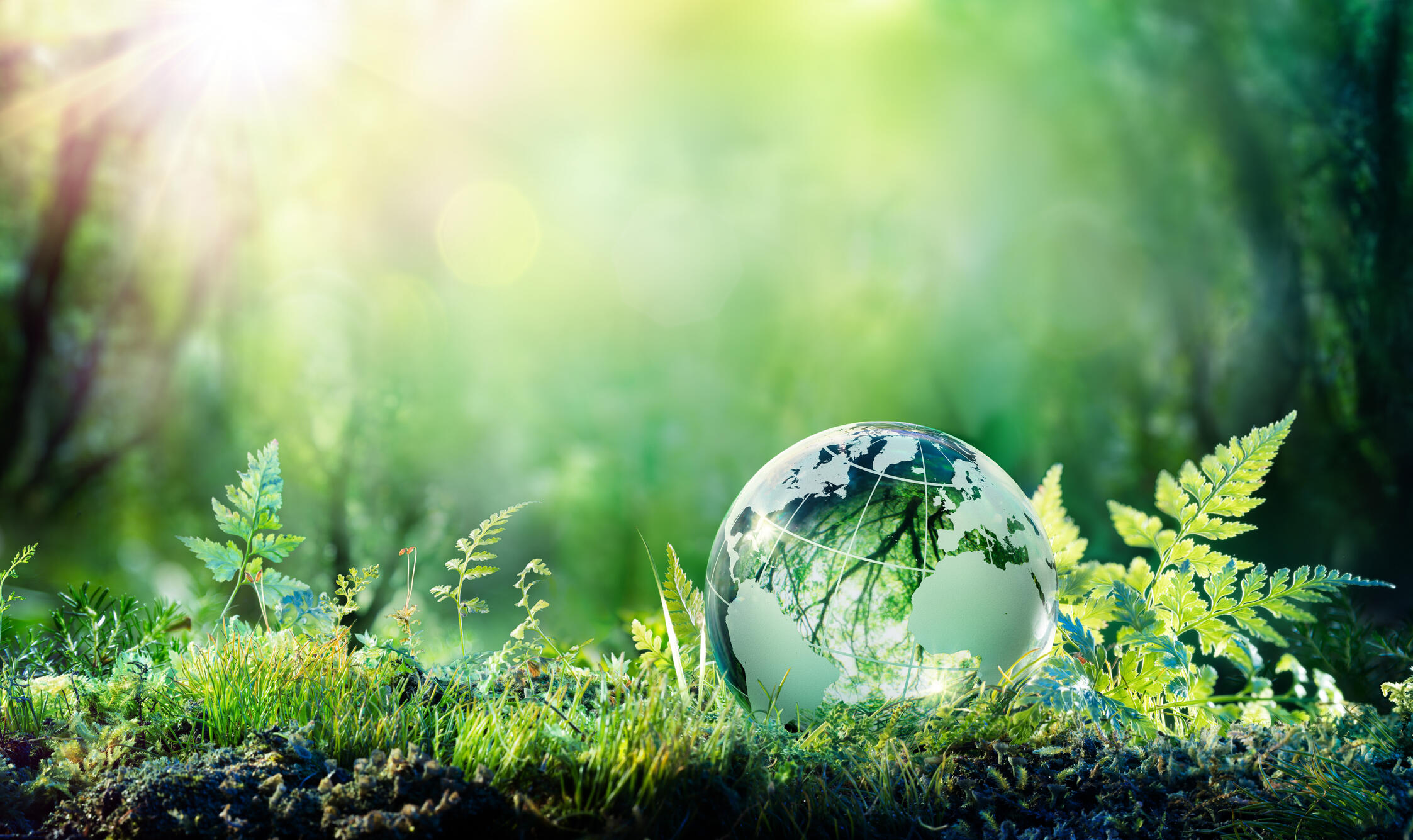 Symbolfoto von einem grünen Globus, der sich auf einem Waldboden befindet.